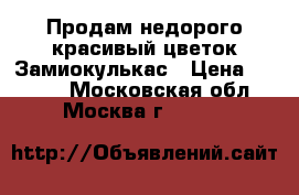 Продам недорого красивый цветок Замиокулькас › Цена ­ 1 500 - Московская обл., Москва г.  »    